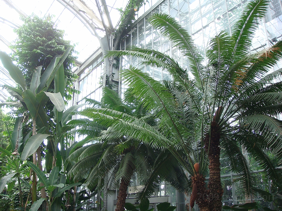 Washington DC [2009 July 04] 080.JPG - Scenes from The United States Botanic Garden